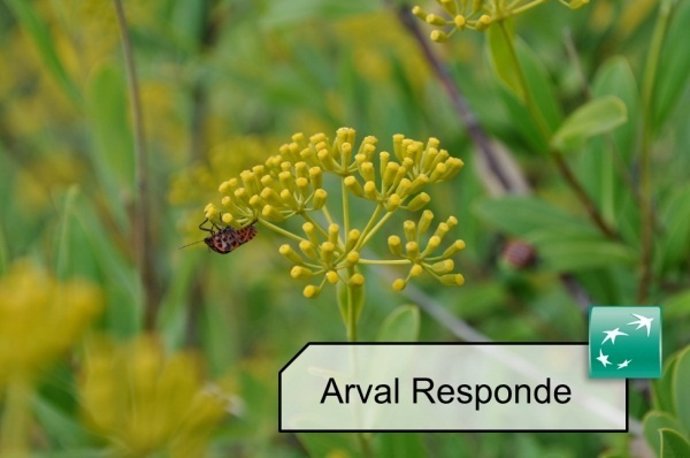 Consejos a conductores con alergia de Arval