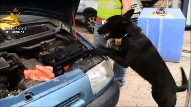 Perro huele hachís en el Puerto de Motril