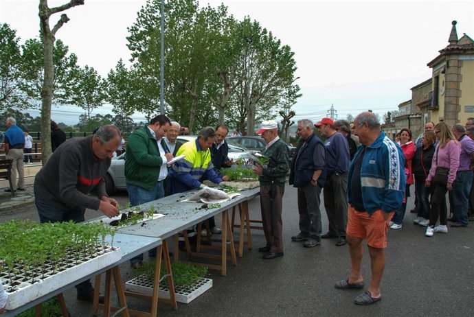 Entrega de plantas de tomate