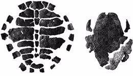 Fósiles de la primera tortuga pleurosternida encontrada en España