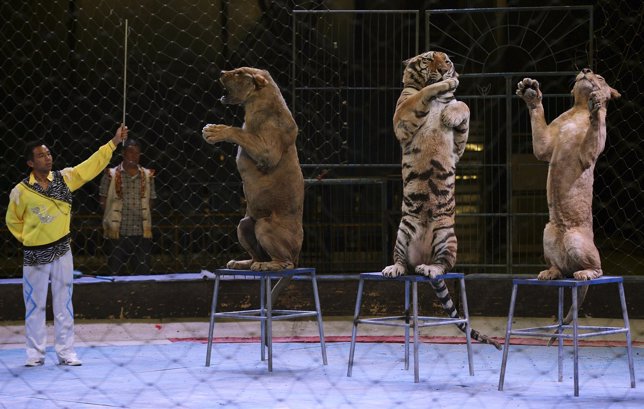 México prohibirá el uso de animales en circos a partir de octubre