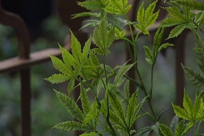 36% de nuevos consumidores de cannabis son menores
