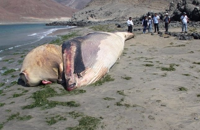 Ballena en Perú