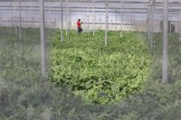 Vícar acoge este viernes un casting de figuración para la serie 'Mar de plástico' de Antena 3