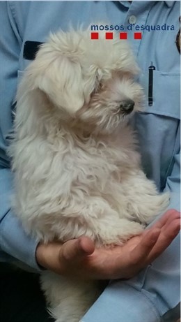 Roban 22 cachorros de perro de una empresa de Girona