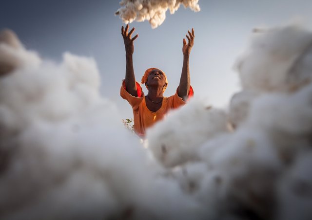 Khady Waylie, a cotton farmer in Sitaoulé Bananding, throws freshly picked cotto