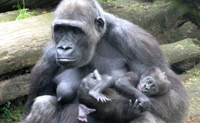 La gorila Makena con su cría Akiba