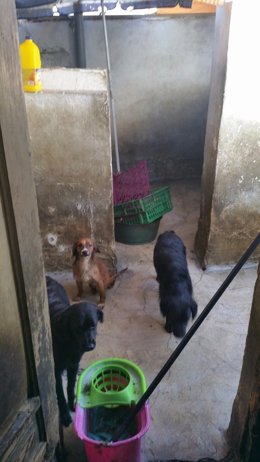 Perros rescatados de un domicilio