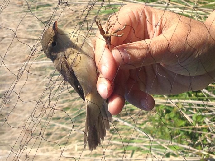 Anillamiento Seo/Bird Life Ave