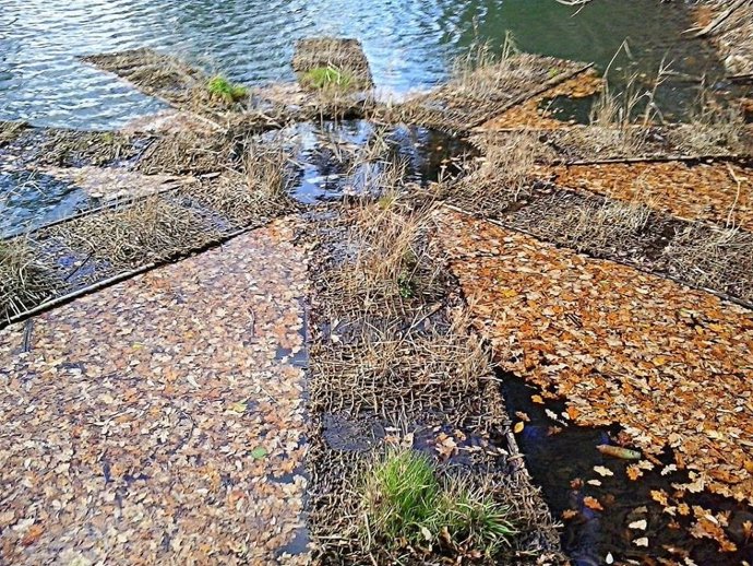 Proyecto de descontaminación de metales pesados a través del carrizo