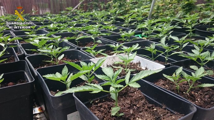 Plantación de marihuana en Piles