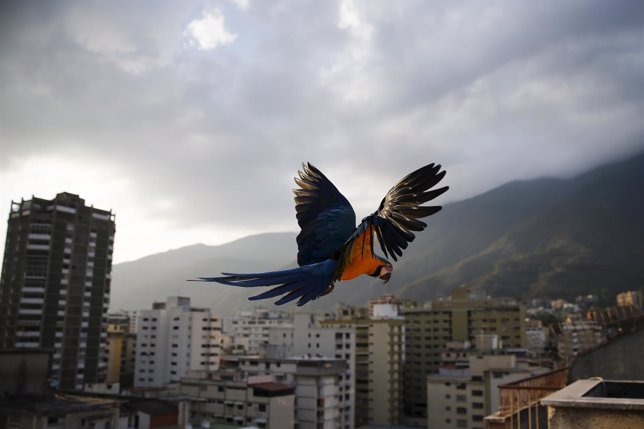 A macaw flies over buildings with the Avila mountain behind in Caracas