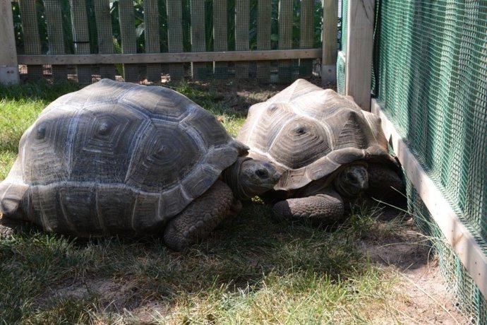 Tortugas de Aldabra en el Oceanogràfic