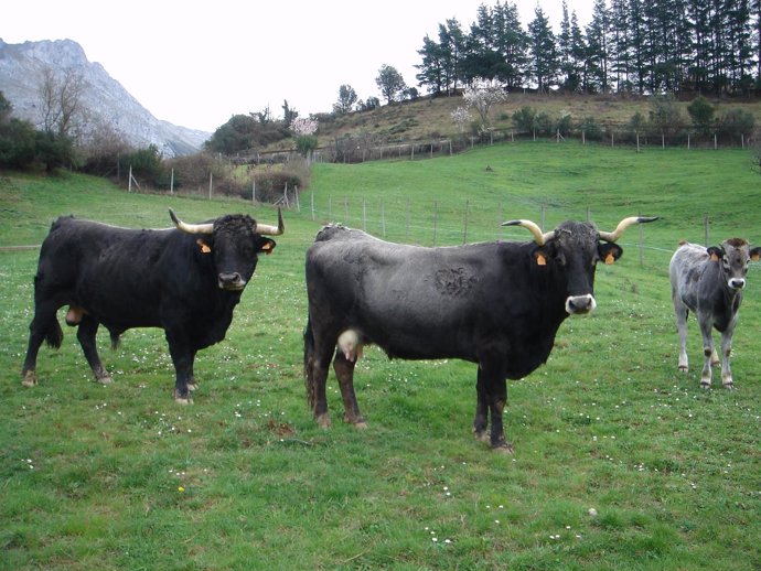 Vacas Tudancas