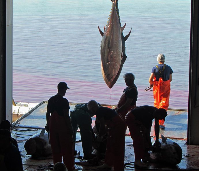 Fábrica de despiece y congelación del atún 