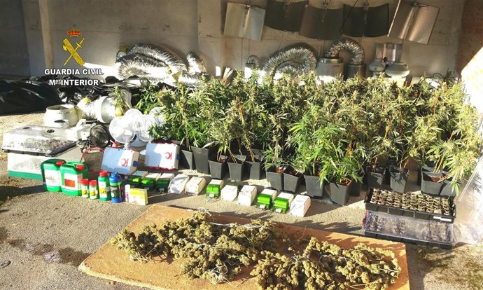 La marihuana intervenida