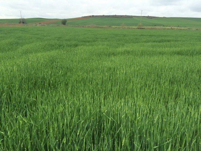 Parcela con cebada en Tierra de Campos