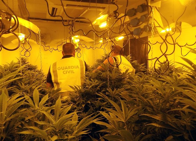 Imagen de una de las plataformas de marihuana intervenidas