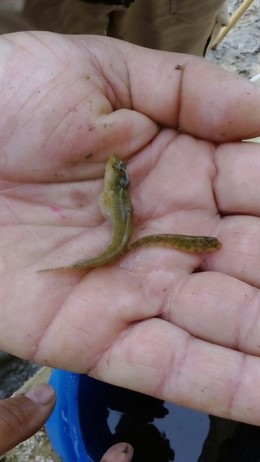 Ejemplares de pez fraile hallados en Valfarta.