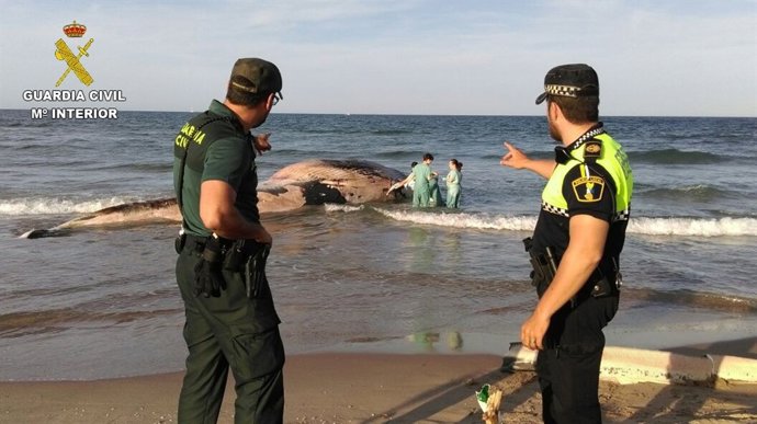Ballena hallada muerta en Cullera