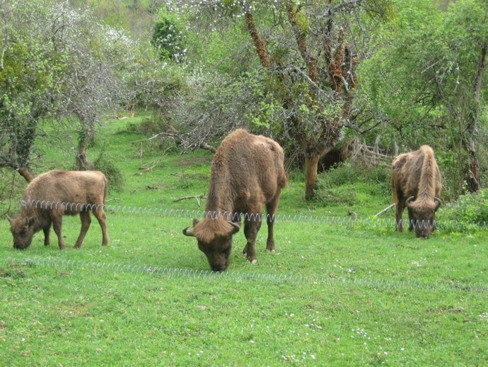 Los bisontes del PArque de la Prehistoria 