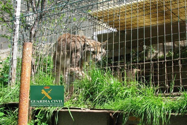 Lince boreal localizado por la Guardia Civil