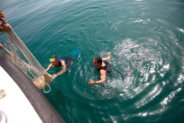El presidente provincial, Elías Bendodo, en el agua con una tortuga