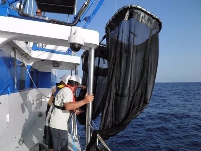 Científicos del IEO observan poblaciones de atún rojo
