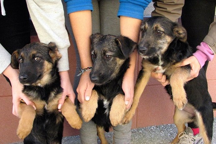 Perros para adopción Ayuntamiento de Málaga