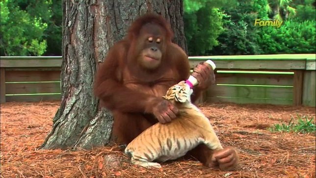 Orangután alimentando a un tigre