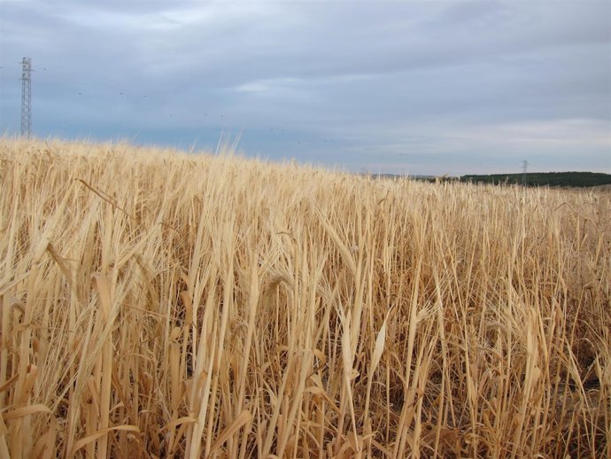 Cereales, Cultivo, Campo