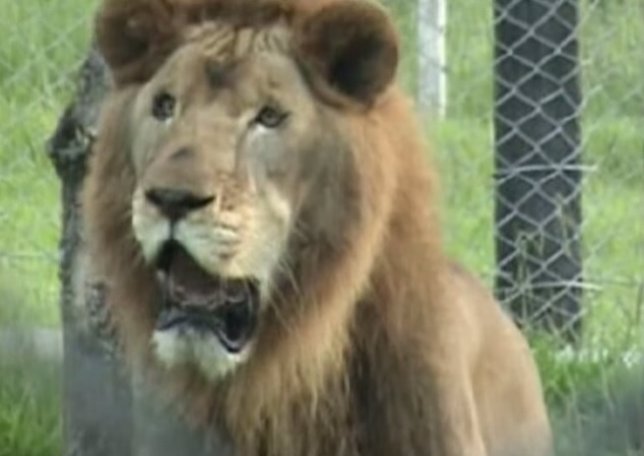 Will, el león liberado después de 13 años