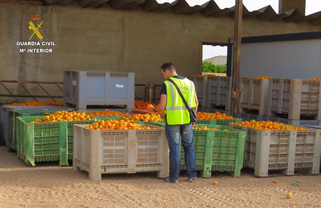 Diez imputados por falsificar documentos sobre el origen de 15.000 kg de naranja