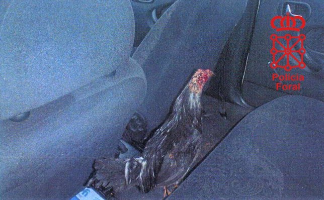 Uno de los gallos encontrados en el vehículo.