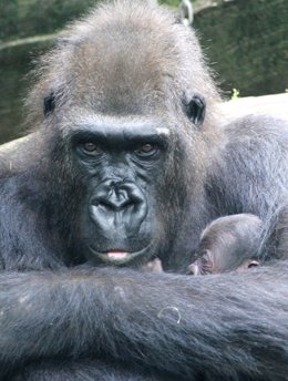 La gorila Machinda y su cría 