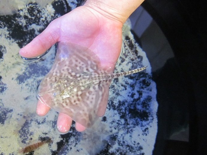 Bebés raya en Sealife Benalmádena