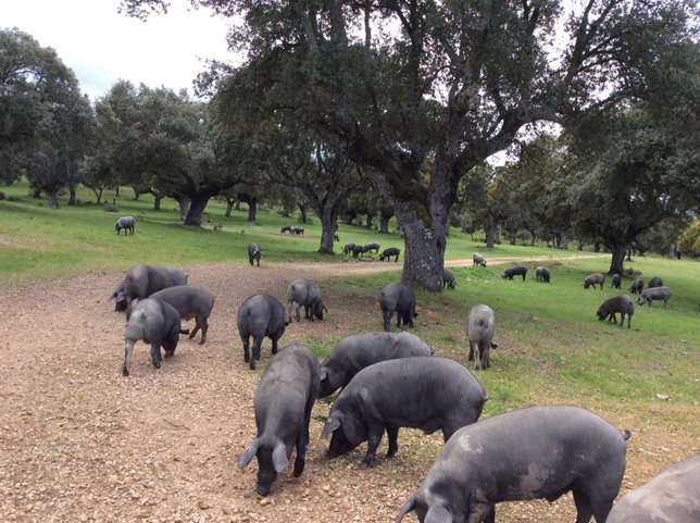 Imagen de unos cerdos en una dehesa