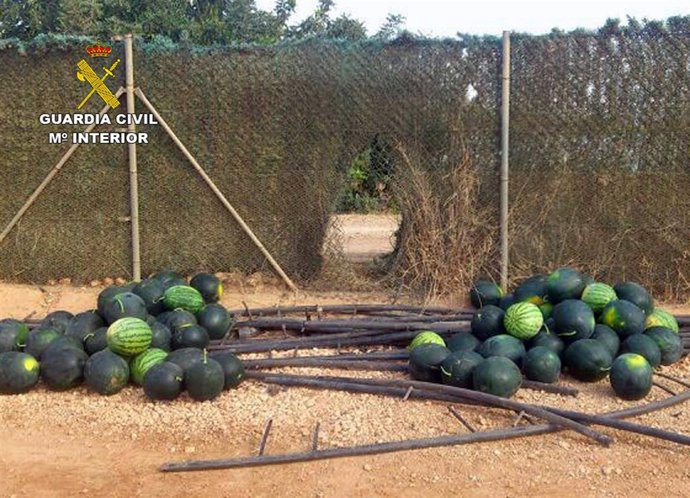 Equipos ROCA de la Benemérita detienen a 400 personas por robar en fincas 