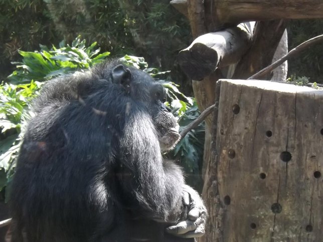 Chimpancé en el Bioparc (Valencia)