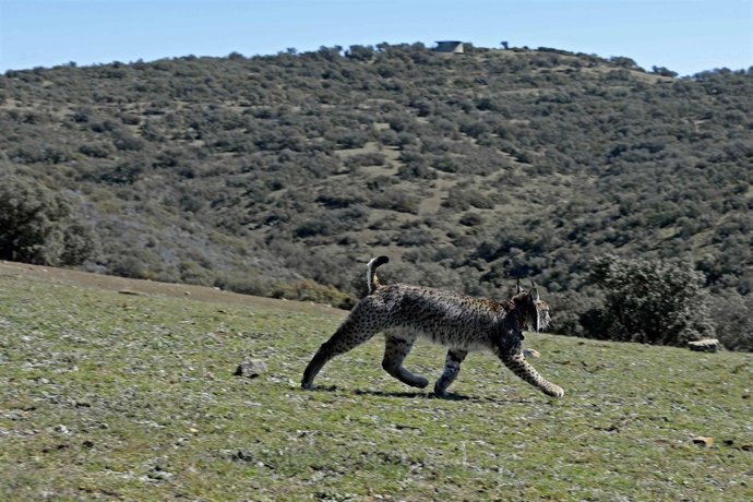 Lince