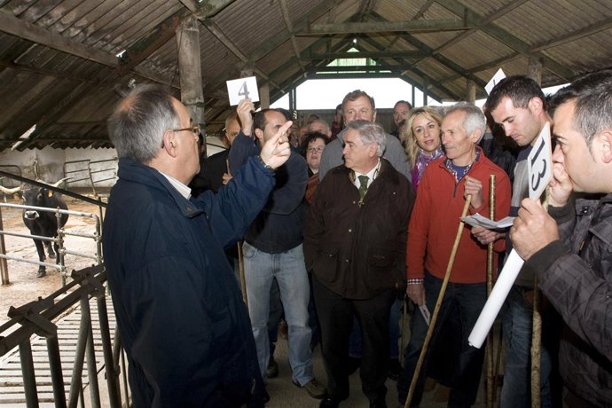 Subasta de vacas tudancas
