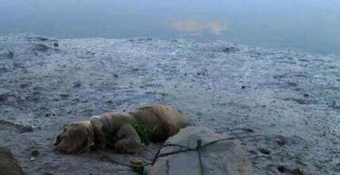 Perro muerto atado a una piedra en Ayamonte (Huelva).
