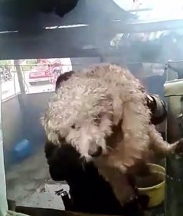 Policías colombianos salvan perros de un incendio