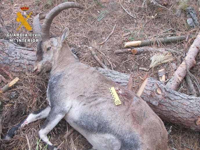 La cabra montés cazada