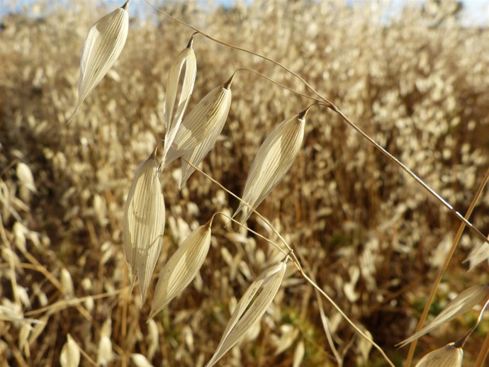 Verano, canícula, calor, ribazo