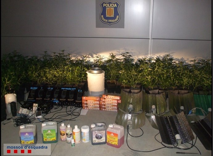 Dos detenidos por cultivar marihuana en Torrelavit