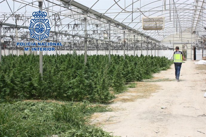Plantas de marihuana intervenidas por la Policía en la huerta