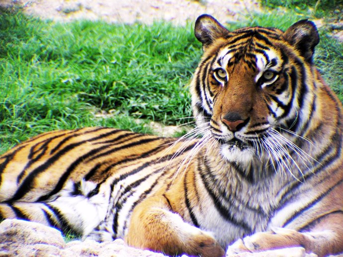 Uno de los tigres que permanecen en Terra Natura