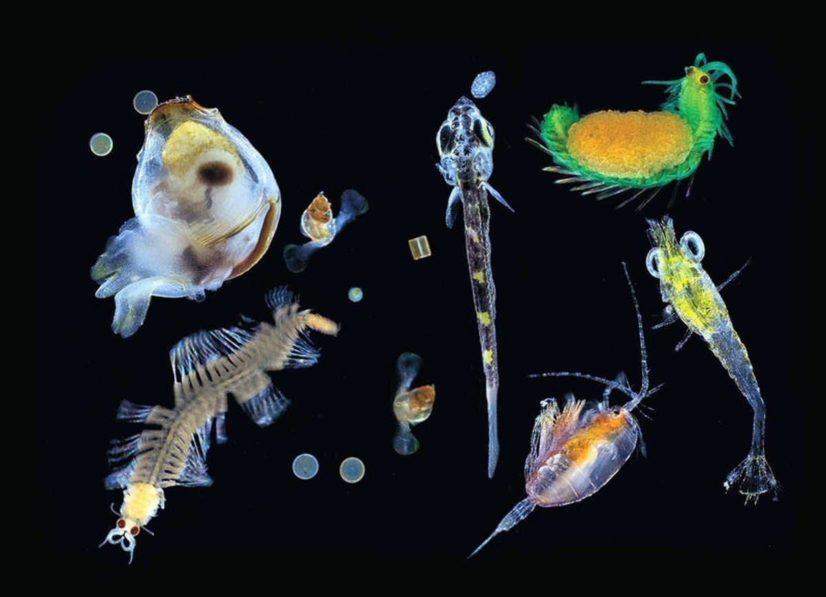 Una Misi n En Velero Secuencia Millones De Genes De Microplancton Marino Una Misi n En Velero Secuencia Millones De Genes De Microplancton Marino