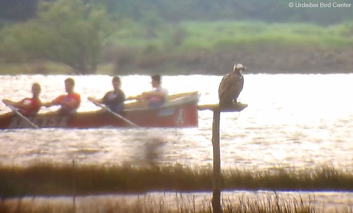 Aguila pescadora avistada en Urdaibai